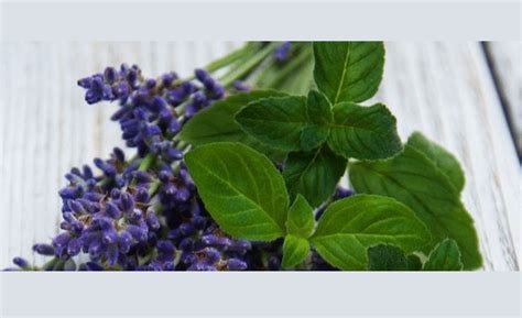 Comax Flavors Lavender Mint 2020 01 08 Prepared Foods