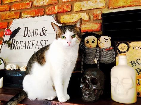 Halloween cat 😱 : halloween