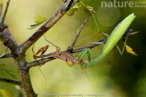 Asexual Vs Sexual Reproduction In Praying Mantises Adopt And Shop