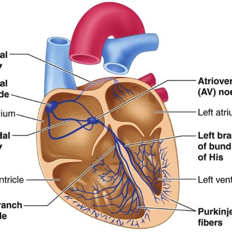 Electrical Conduction System Of The Heart The Figure Illustrates The