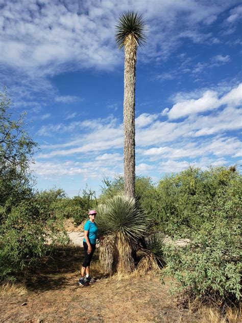 Droopy yucca north of Tucson embodies 2020 | tucson life | tucson.com