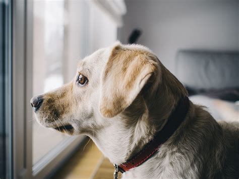 How to Get the Best Offer for Your Pet-Friendly Condo