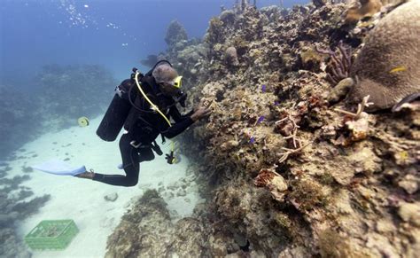 Coral Gardeners Are Breathing Life Back Into Jamaicas Reefs The