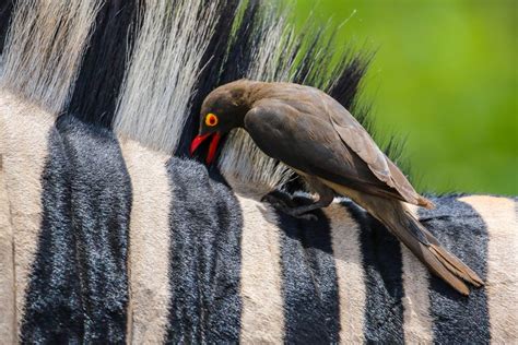 Red Billed Oxpecker Facts Critterfacts