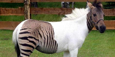 Zebroid A Crossbred Of A Zebra And A Horse
