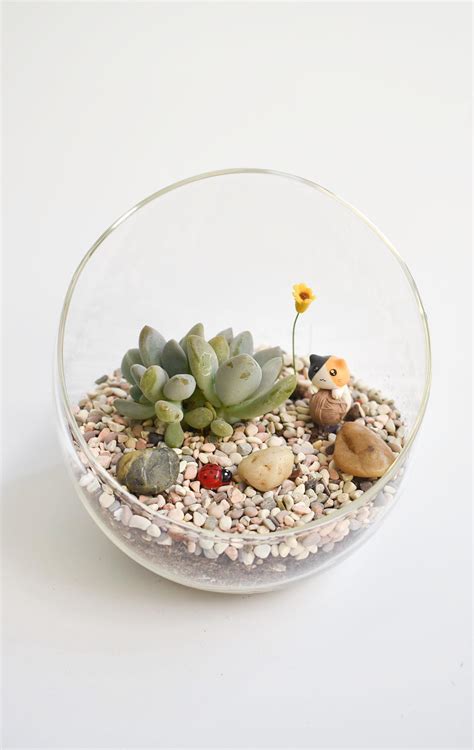 Layer of a sand/charcoal mix is sufficient when your learning how to build a terrarium. Succulent/cacti terrarium DIY kit (excludes figurines) - Craftsforgreen