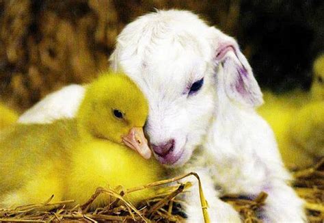 ‘baby Farm Animals Program At Greenwich Point Greenwich Sentinel
