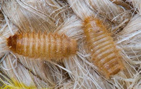 Carpet Beetles Common Pest Identification In Phoenix Az