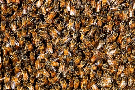 Swarms Backyard Beekeepers Association