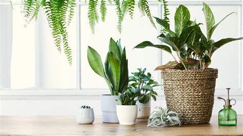 5 Plants That You Shouldnt Start Growing Indoors