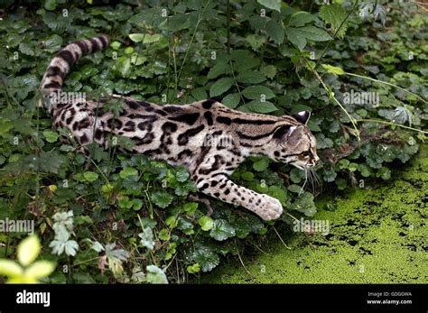 Margay Cat Leopardus Wiedi Adult Hunting Near A Water Hole Stock