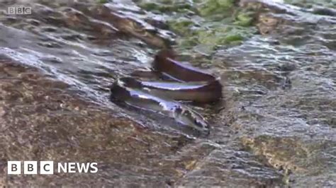 Eels Wriggle Up Waterfall After Mile Trip Bbc News