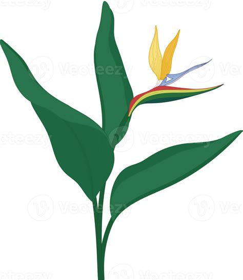 Bird Of Paradise Flower Hand Drawn Illustration 10171717 Png