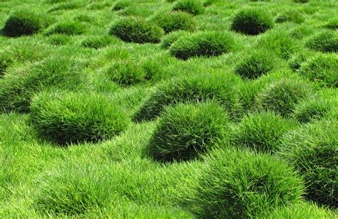 How To Grow And Care For Zoysia Grass
