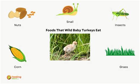 What Do Wild Baby Turkeys Eat Feeding Nature