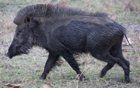 Goa Wildlife Board Recommends Periodic Culling Of Wild Boar Species Be