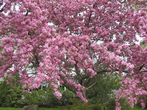 All trees have clues and features that can help with identification. Crabapple Tree Identification (with Pictures) | eHow