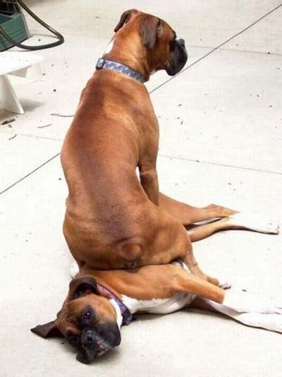 Funny Boxer Dogs Pets Cute And Docile
