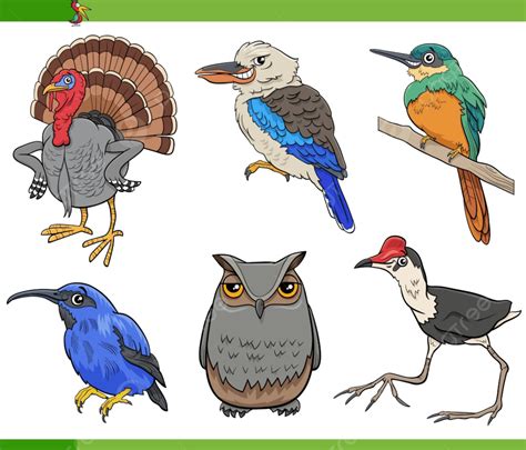Cartoon Illustration Of Comic Birds Animal Species Characters Set