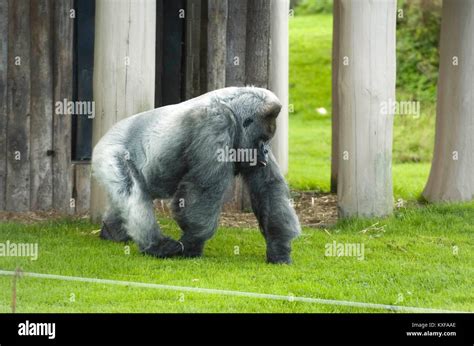 Gorilla At Longleat Safari Hi Res Stock Photography And Images Alamy