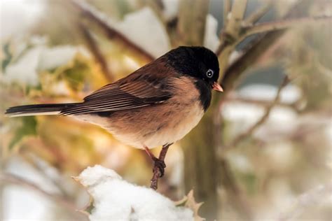 Small, colorful, birds that eat seeds, tend to gather in flocks, and have musical songs in spring. the Arrival of Spring……. | Backyard birds, Birds, Small birds