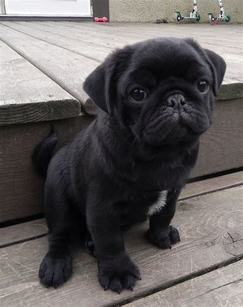Cooper Cute Pug Puppies Black Pug Puppies Pug Puppy Dogs And Puppies
