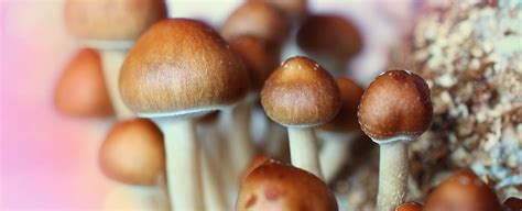 Magic Mushrooms Could One Day Treat Depression How Do They Work