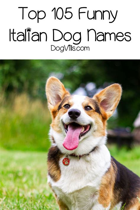 Top 105 Funny Italian Dog Names Dogvills