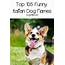 Top 105 Funny Italian Dog Names  DogVills