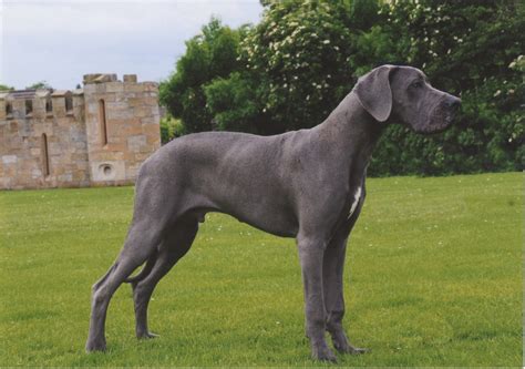 Blue Great Dane Hope Youre Doing Wellfrom Your Friends At Phoenix Dog