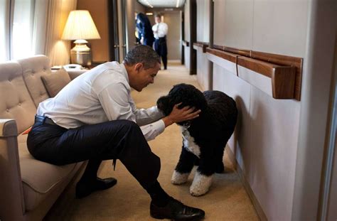 Bo är en portugisisk vattenhund. Tiere im Weißen Haus: First Dogs - das waren die Hunde der ...