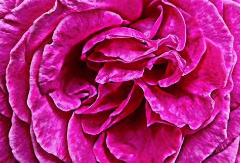 Pink Rose Artistic Free Stock Photo Public Domain Pictures