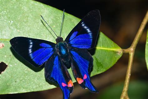 Top 10 Most Beautiful Butterflies Of The World
