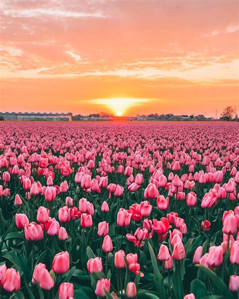 Tulip Paradise 🌷 Couldnt Be More Blessed Than Having This Incredible