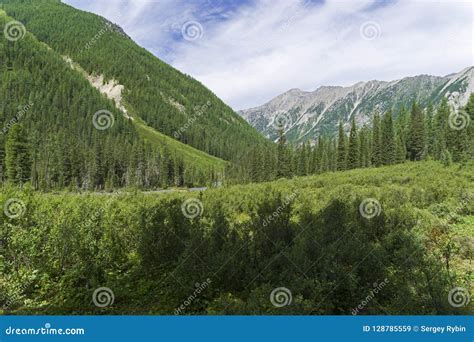 Thickets Of Dwarf Birch Altai Mountains Siberia Russia Stock Image