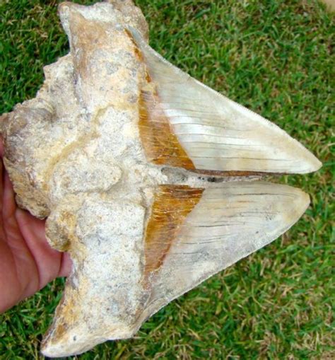 Largest Megalodon Tooth Ever Found ? - Page 2 - General Fossil