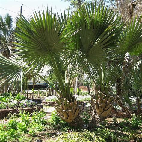 Sabal Palm Oregon Hybrid Palm Tree Cold Hardy Etsy