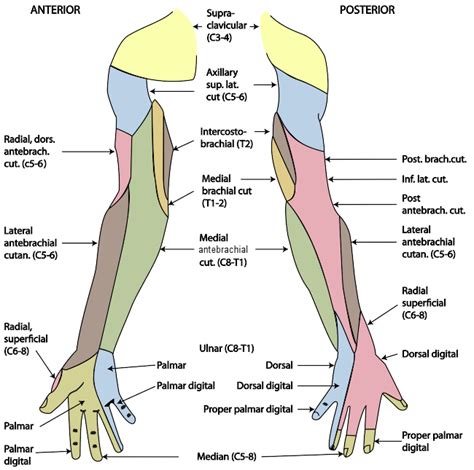Cutaneous Nerves Of Upper Limb