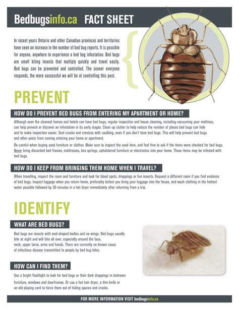 Bed Bugs Throughout History Rhb Magazine