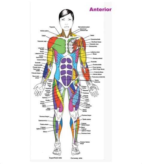 Free Printable Muscle Anatomy Charts Anatomy Worksheets