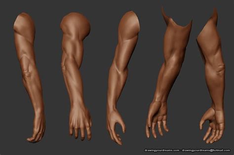 Image Result For Male Arm Reference Figure Drawing Exercise Pinterest