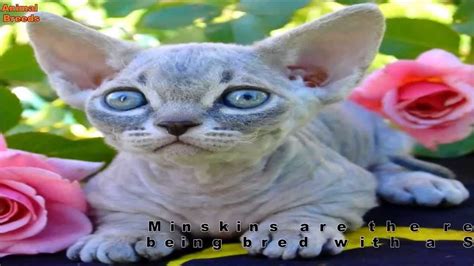 Top 10 Interesting And Unusual Cat Breeds Cats Universe Everything