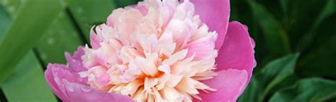Growing fruit trees gives you an even grander seasonal experience plus access 11 best fruit tree fertilizers + when to fertilize fruit trees fruit tree fertilizers will provide the boost of nutrients needed to produce delicious juicy fruit just in time for a bountiful harvest we share our expert's opinion on the best fruit tree fertilizers and. Transplanting Peonies :: Melinda Myers