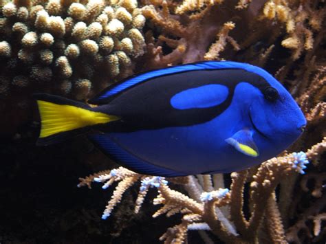 Yellow And Blue Tropical Fish 2272x1704 At53kf7r