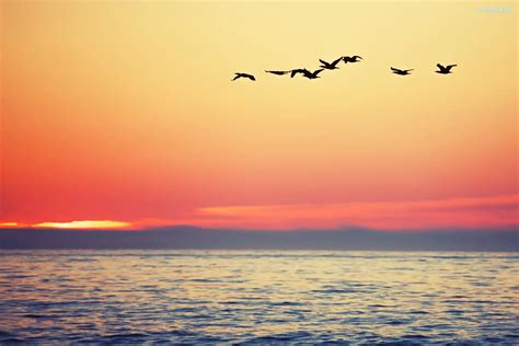 Morze Zachód Słońca Ptaki