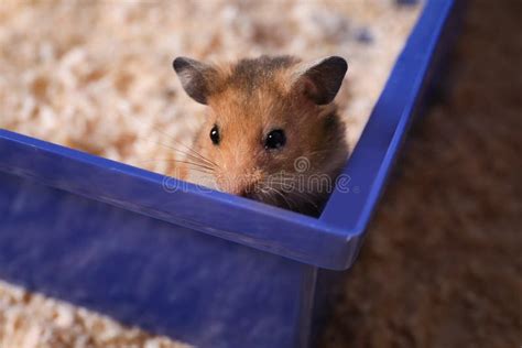 Cute Little Fluffy Hamster Playing In Cage Stock Image Image Of House
