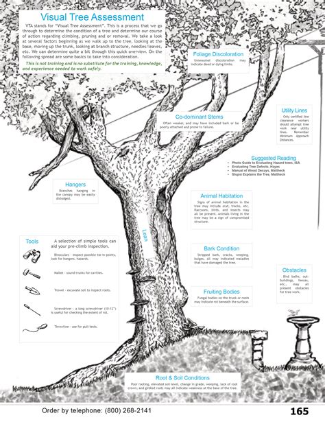 Visual Tree Assessment For Arborists Homeowners Landscapers Etc