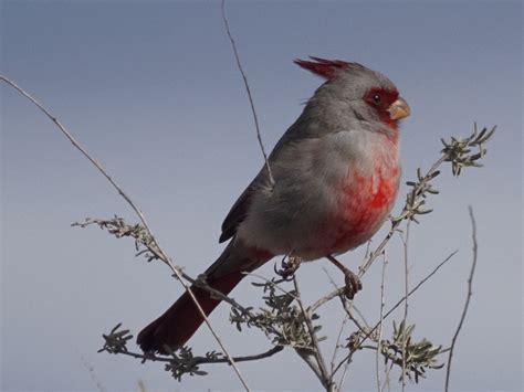 Pyrrhuloxia Pyrrhuloxia From Sulfur Spring Valley Southea Flickr