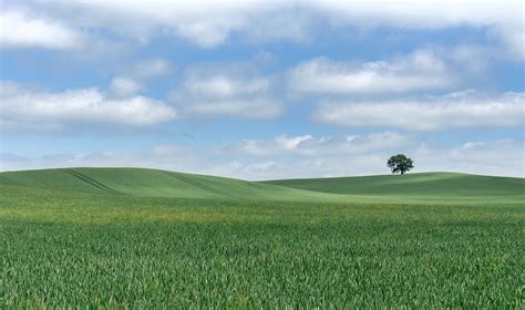 Wallpaper Field Grass Clouds Lonely Tree Sky Mood Resolution