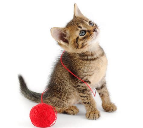 Jaw-dropping Facts About Tabby Cats